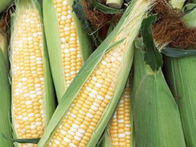玉米