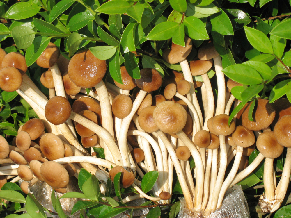 了解一下蔬菜配送种类有哪些